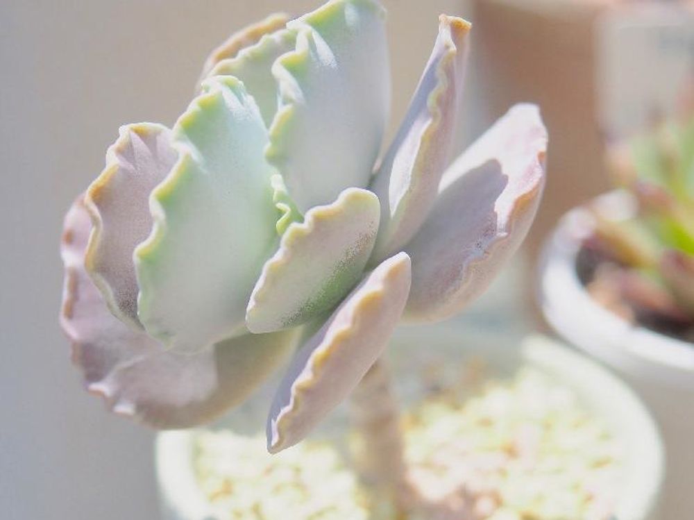 銀波錦　鉢植え　日光