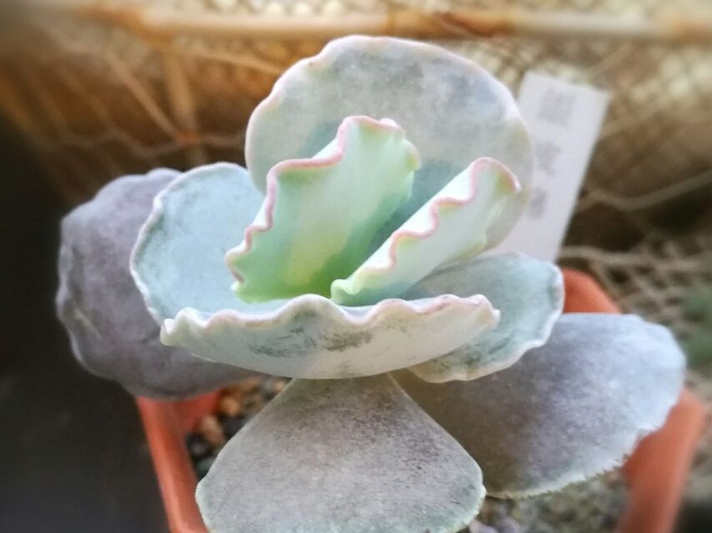 銀波錦　鉢植え