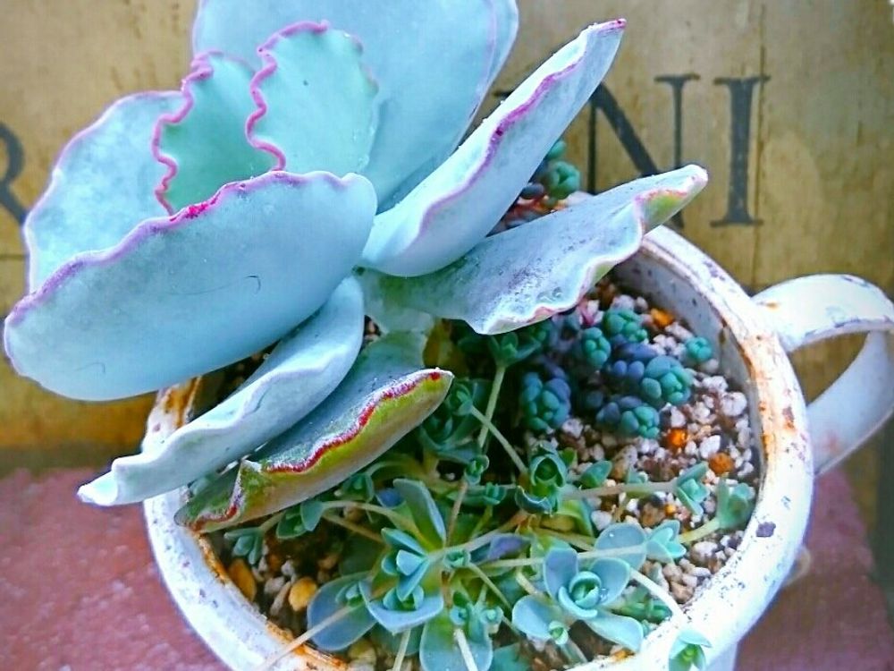 銀波錦　鉢植え