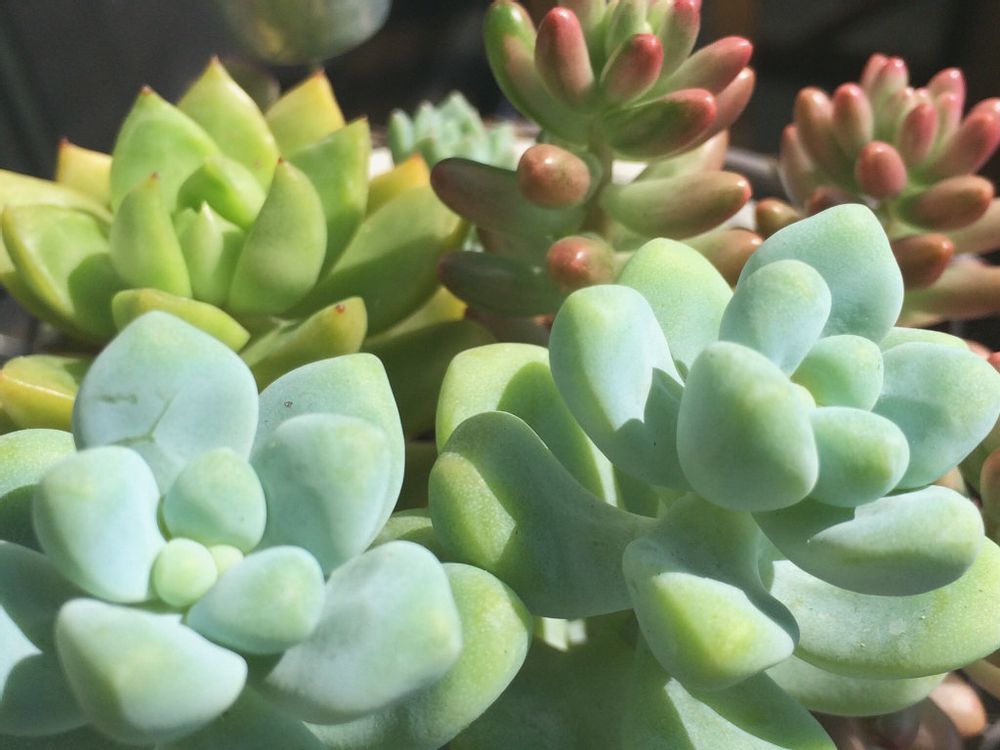 天使の雫　鉢植え　日光