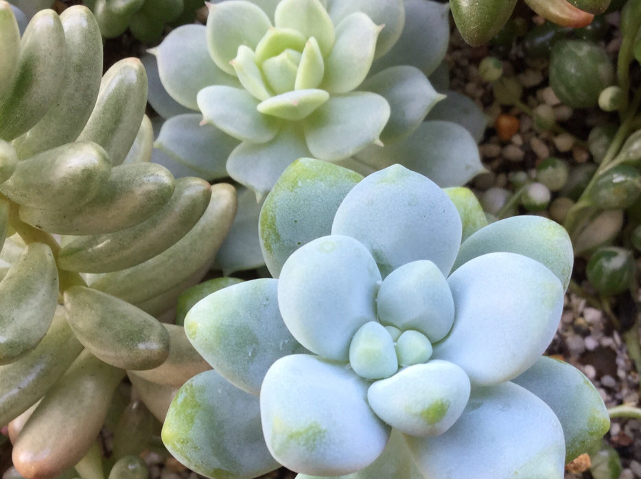 多肉植物 トレレアシー♡抜き苗 多肉植物 トレレアシー♡抜き苗 【公式通販】