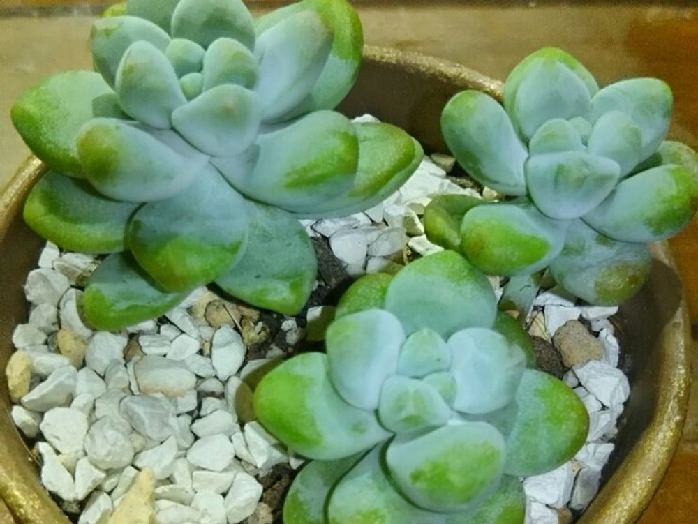 天使の雫　鉢植え　屋内