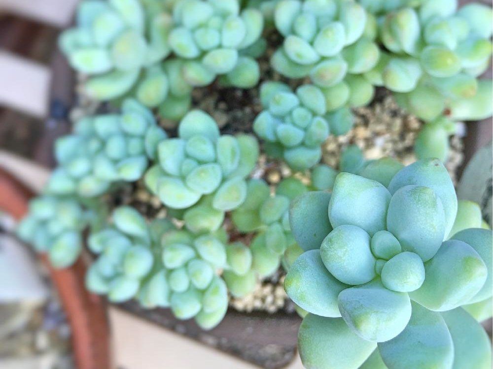 天使の雫　鉢植え　日当たり
