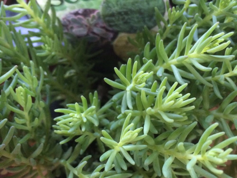 薄雪万年草(セダム・ヒスパニクム) 葉