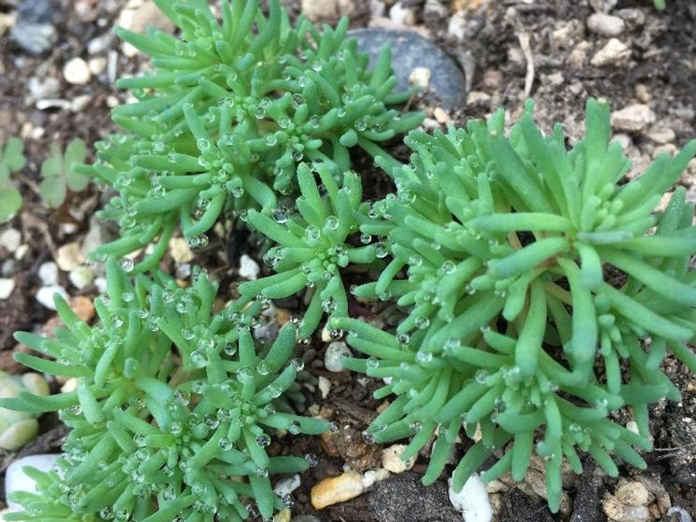 薄雪万年草(セダム・ヒスパニクム) 地植え