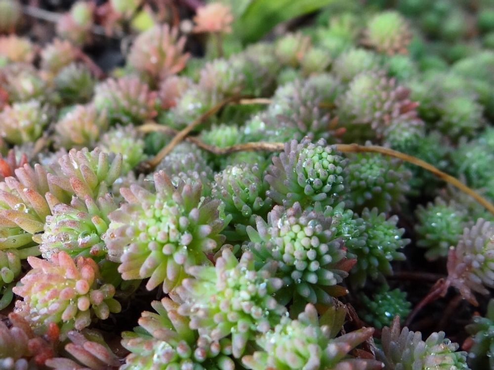 薄雪万年草(セダム・ヒスパニクム) 葉