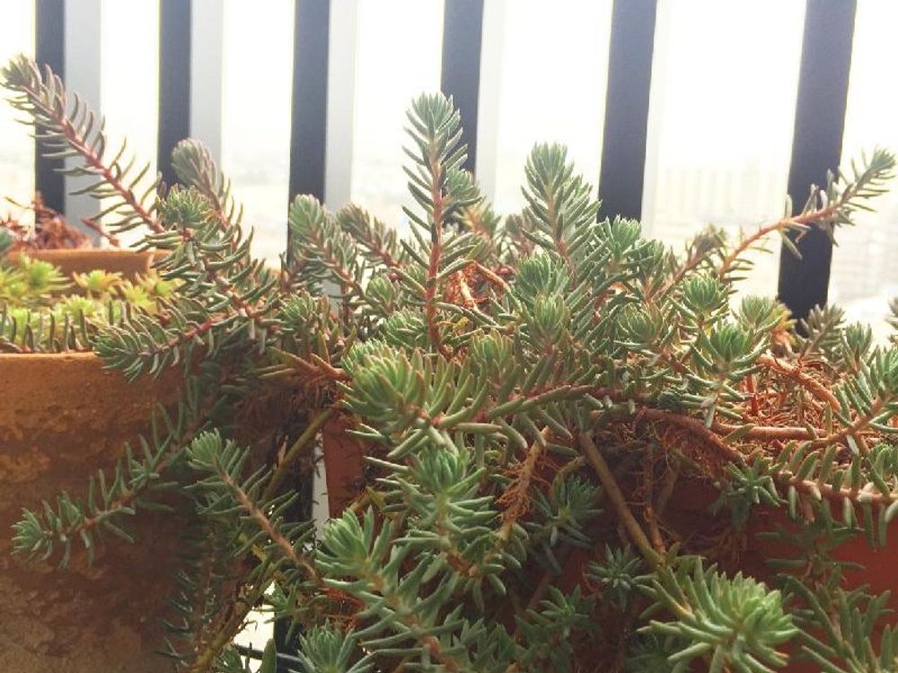 レフレクサム　鉢植え　窓際