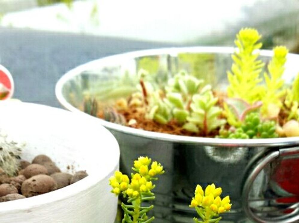 レフレクサム　鉢植え