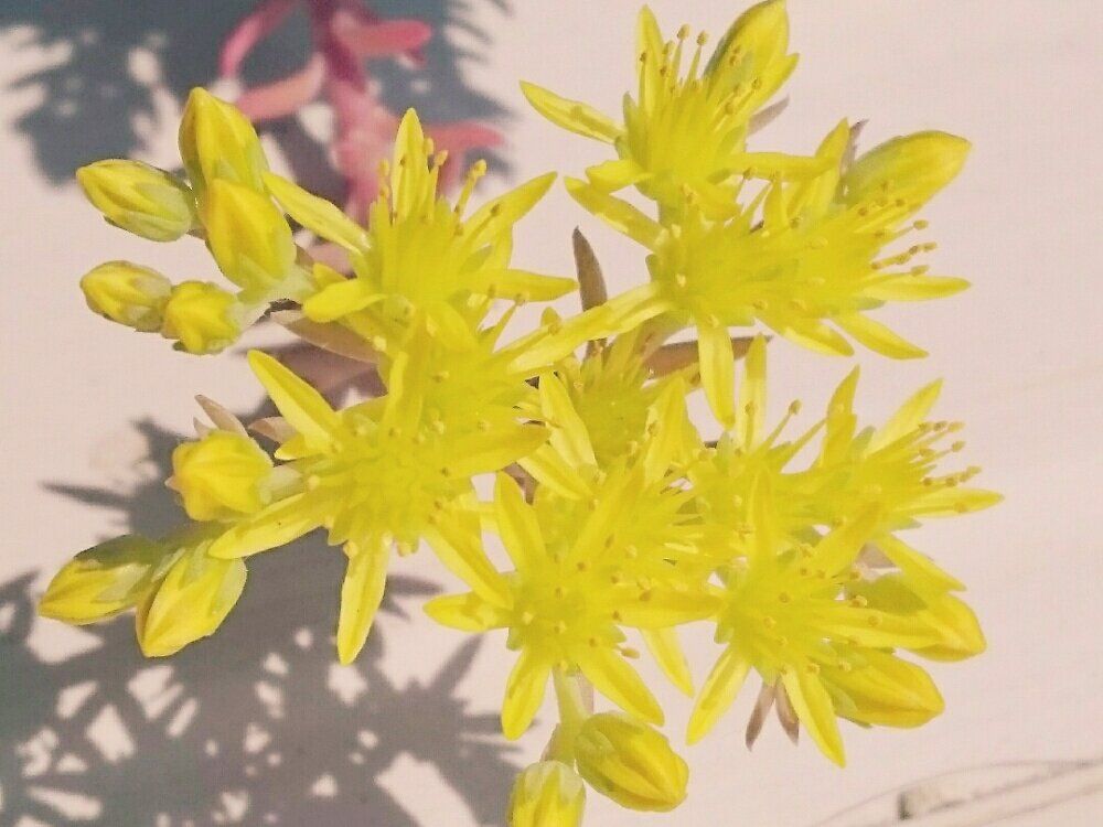 レフレクサム　黄色