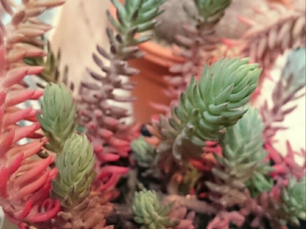 レフレクサム　鉢植え