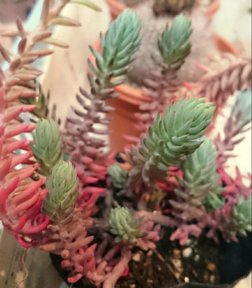 レフレクサムの育て方 水やりの時期や増やし方は Greensnap グリーンスナップ