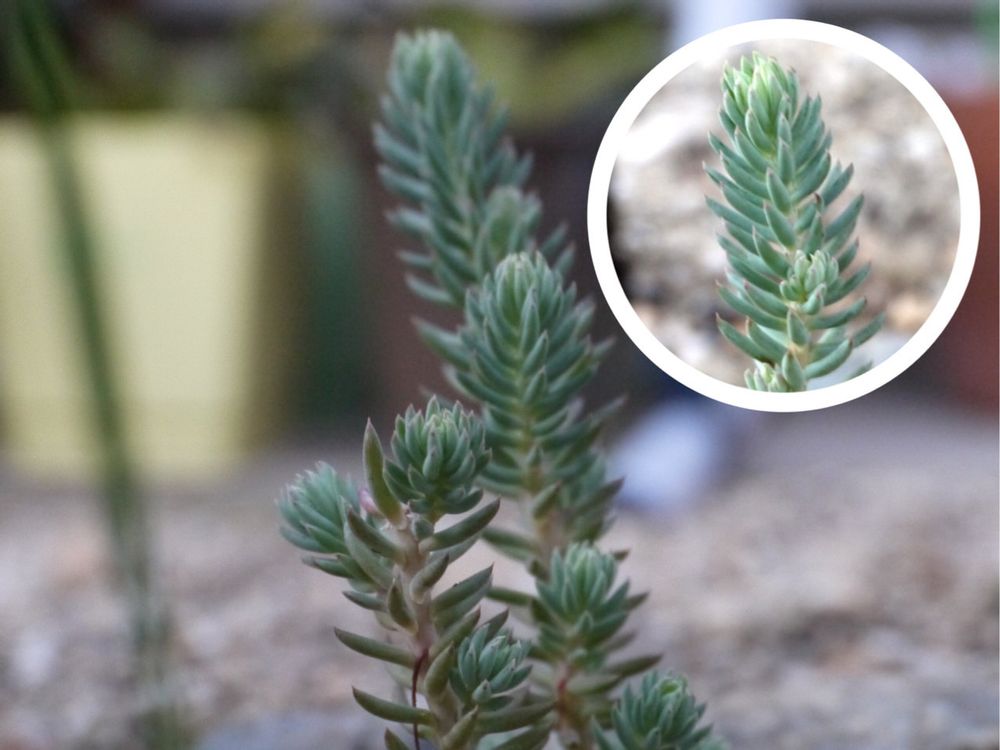 レフレクサム　地植え