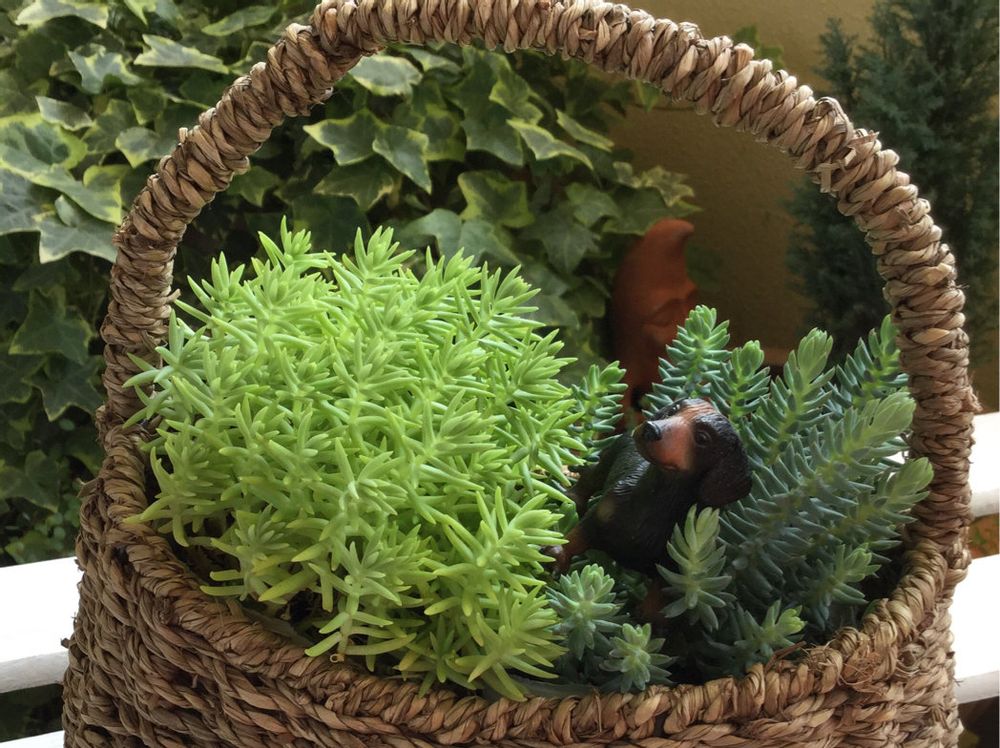 レフレクサム　鉢植え　