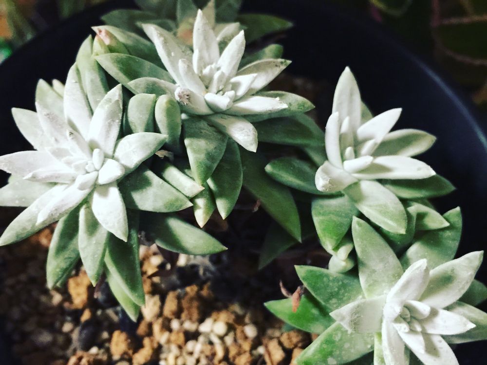 ダドレア・グリーニー　日光