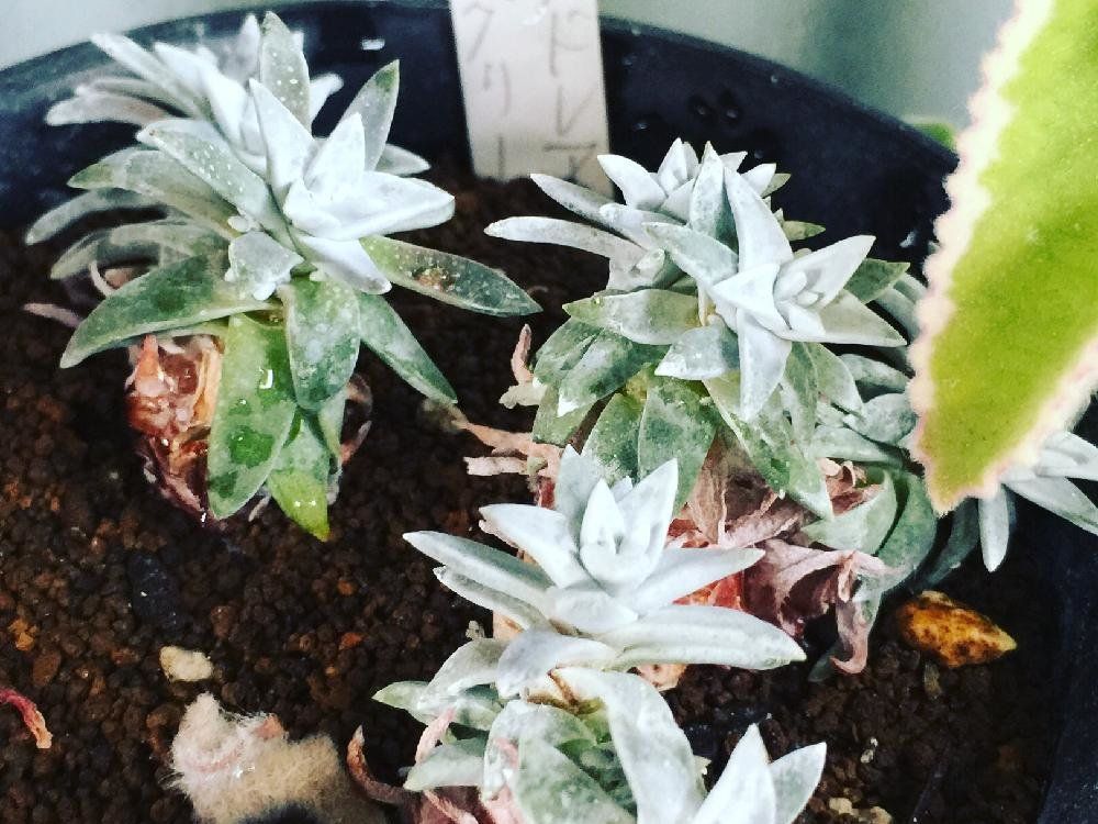 ダドレア・グリーニー　水滴