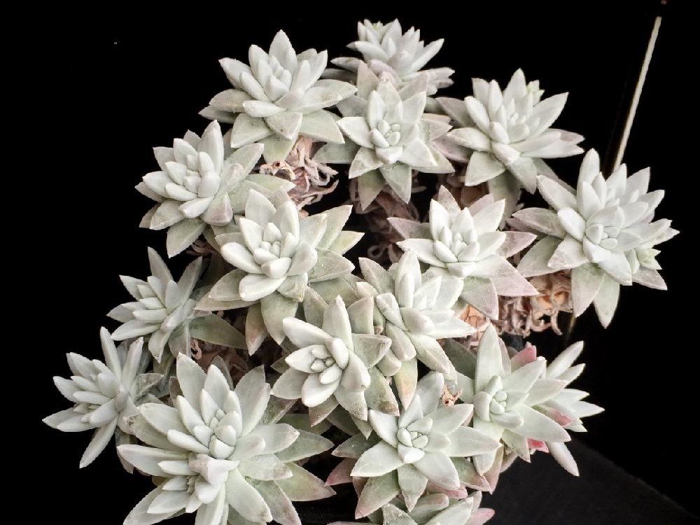 ダドレア・グリーニー　白い株