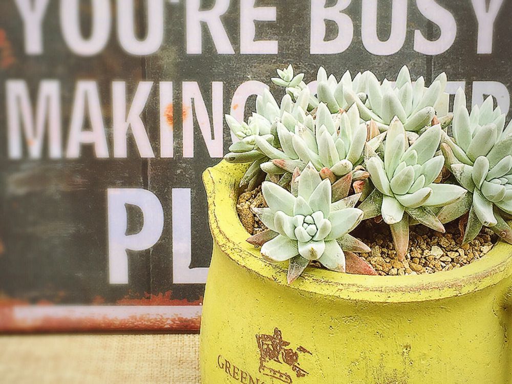 ダドレア・グリーニー　鉢植え