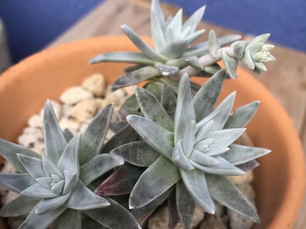 ダドレア・グリーニー　鉢植え