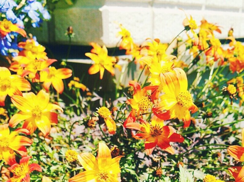 ビーダンス　オレンジ色の花