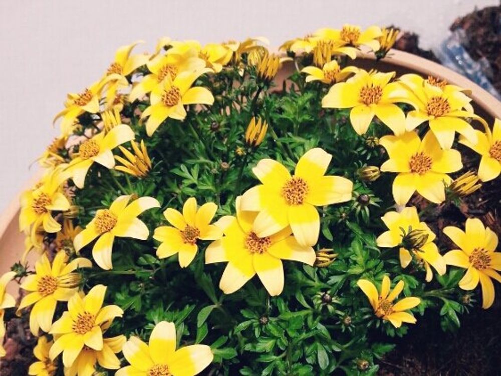 ビーダンス　黄色の花