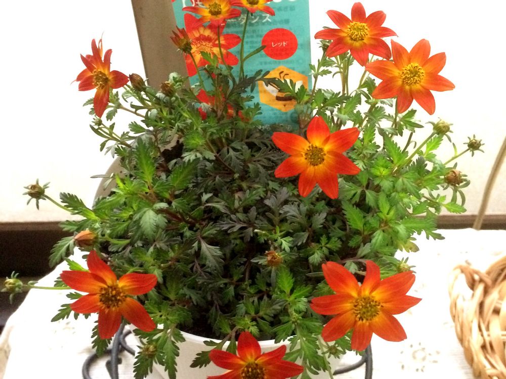 ビーダンス　オレンジ色の花