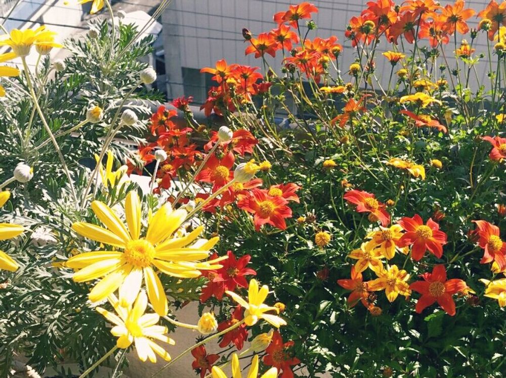 ビーダンス　鉢植え　屋外