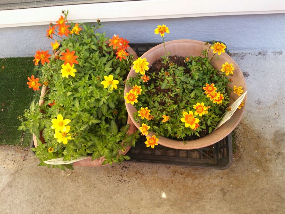 ビーダンス　鉢植え