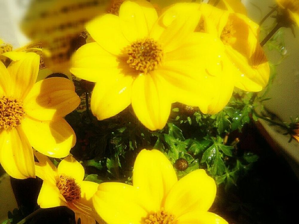 ビーダンス　黄色い花