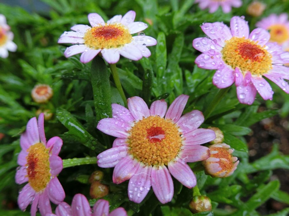 ボンザマーガレット　ピンク色の花