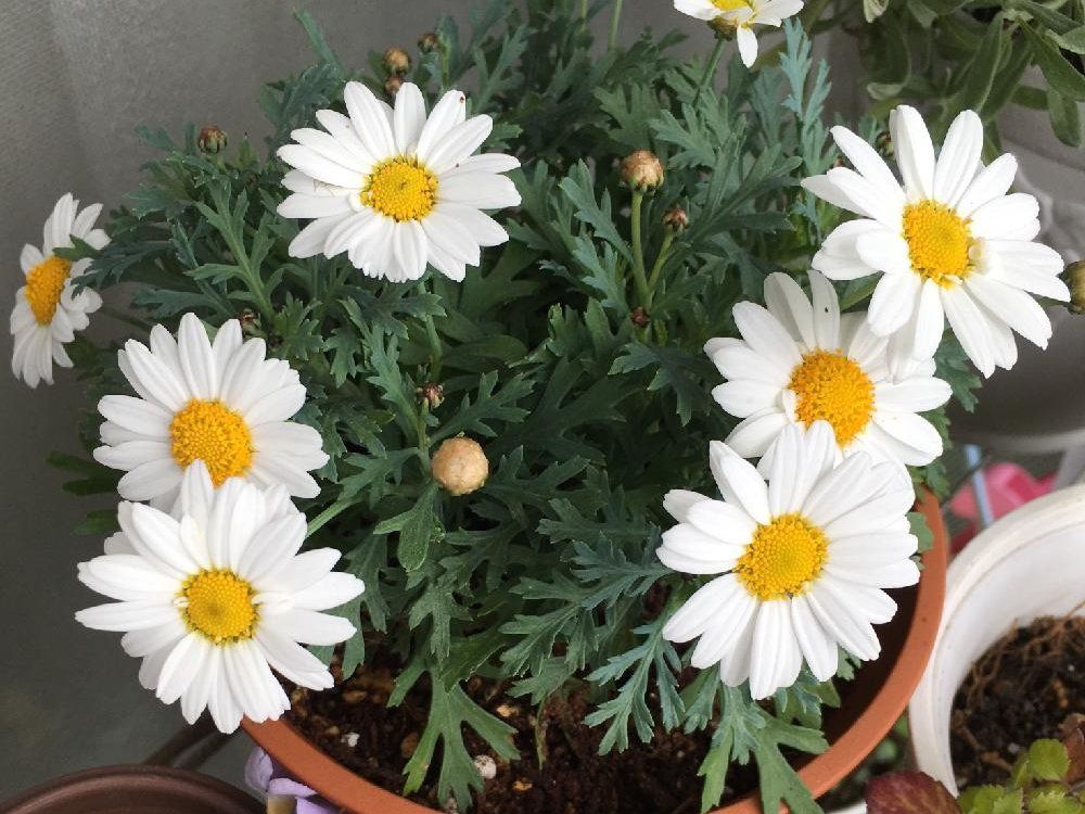 ボンザマーガレット　白い花