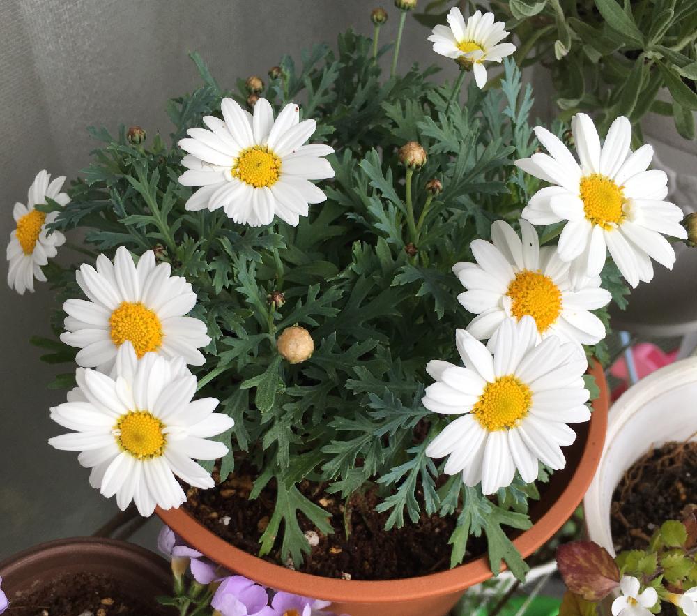 ボンザマーガレットの育て方 植え付け時期や挿し木での増やし方は Greensnap グリーンスナップ