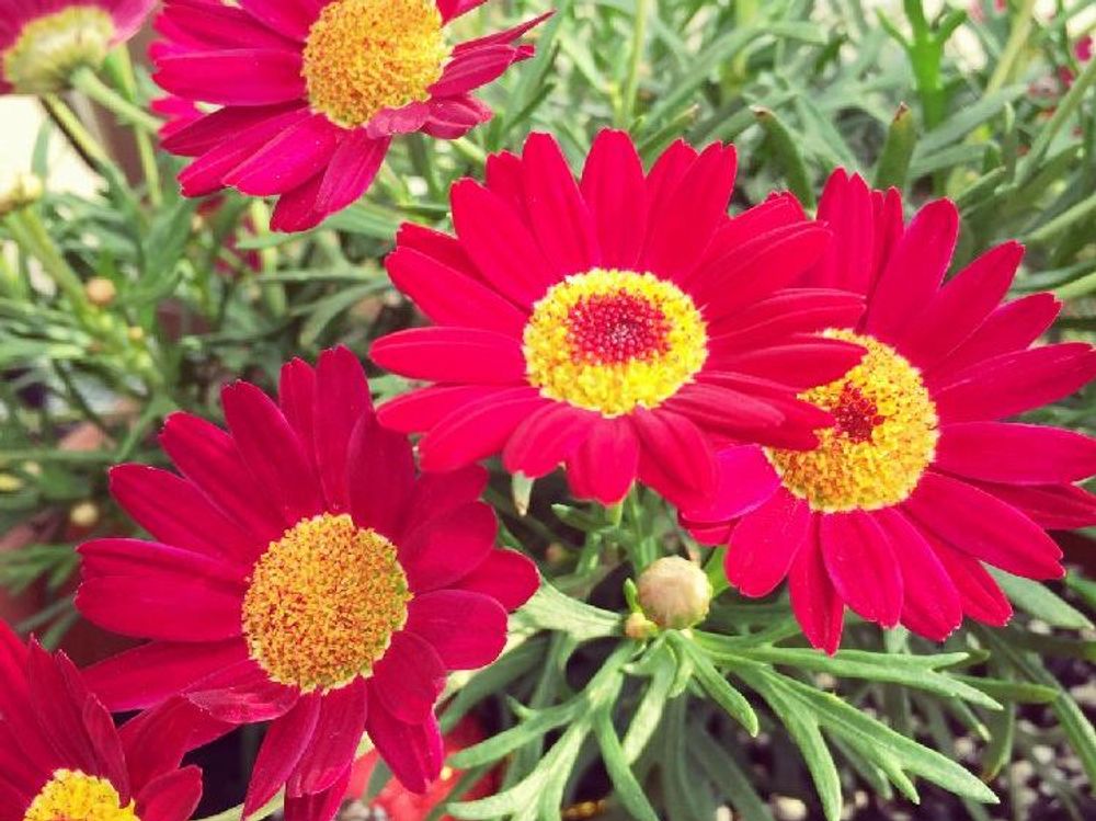 ボンザマーガレット　赤い花