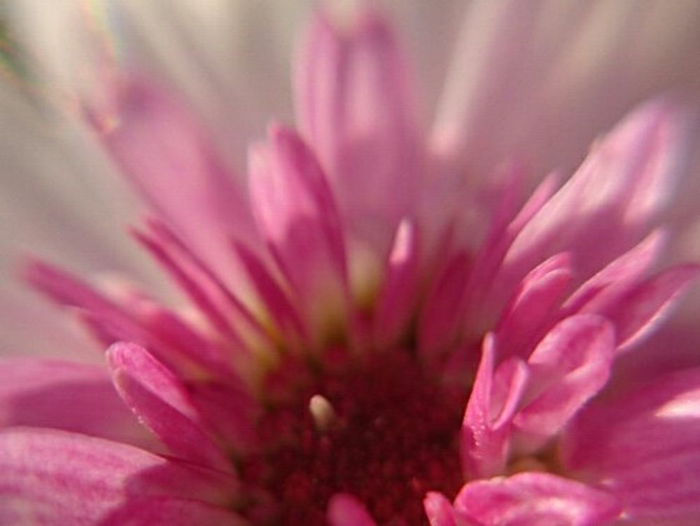 ボンザマーガレット　ピンク色の花