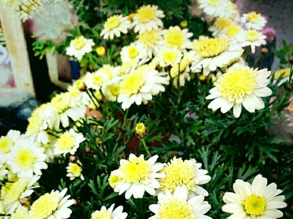 ボンザマーガレット　白い花
