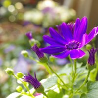 セネッティの育て方｜切り戻しの方法は？夏越しはできる？の画像