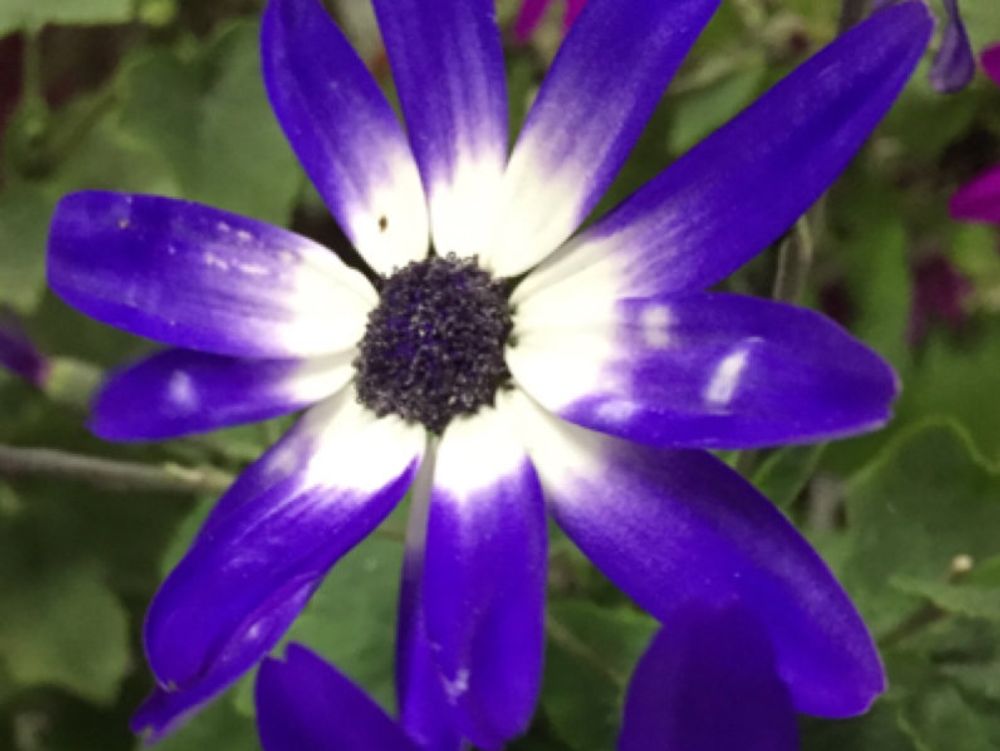 セネッティ　紫色の花