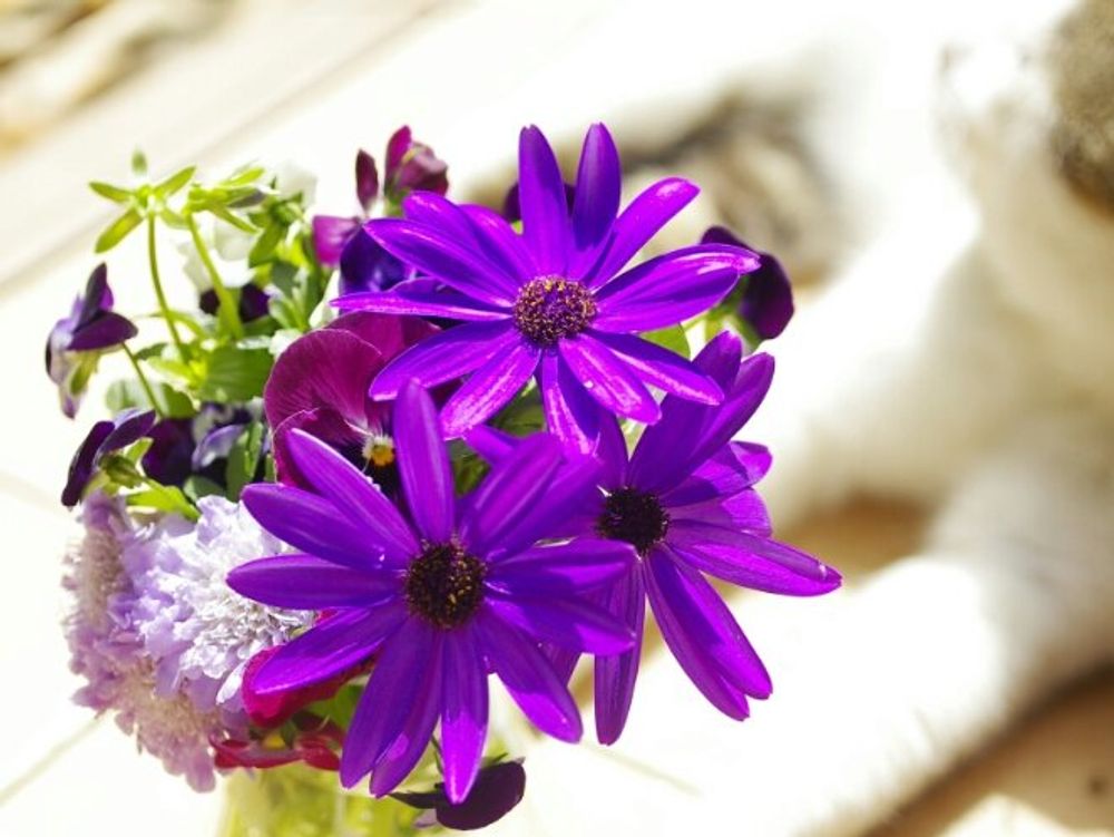 セネッティ　紫色の花