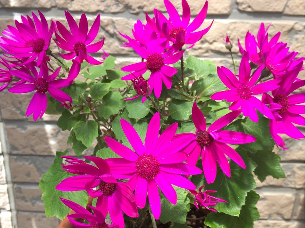 セネッティ　ピンク色の花