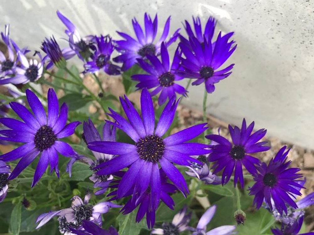 セネッティ　紫色の花