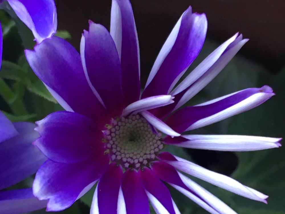 セネッティ　紫色の花