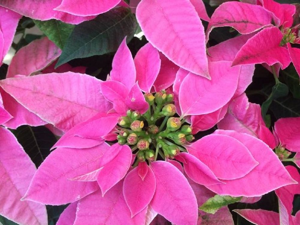 プリンセチア　ピンク色の葉