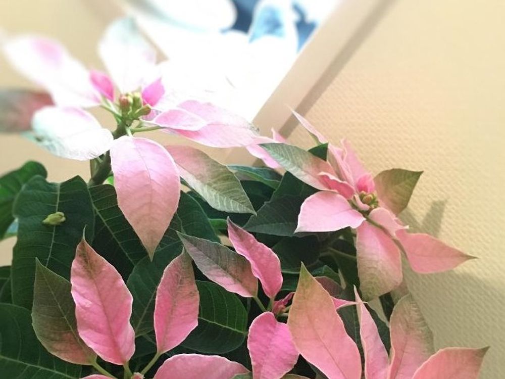 プリンセチア　紅葉