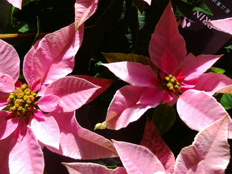 プリンセチア　ピンク色の葉