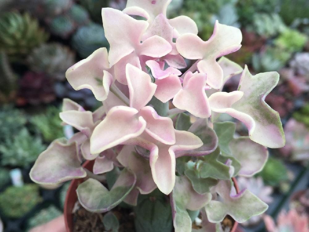 セネキオ(セネシオ) 鉢植え