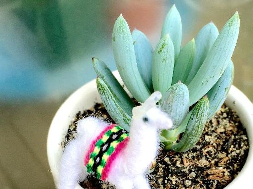 セネキオ(セネシオ)　鉢植え