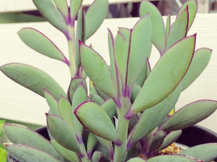 セネキオ(セネシオ)の育て方｜季節ごとの置き場所は？種類による違いと