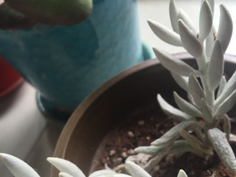 セネキオ(セネシオ)　鉢植え