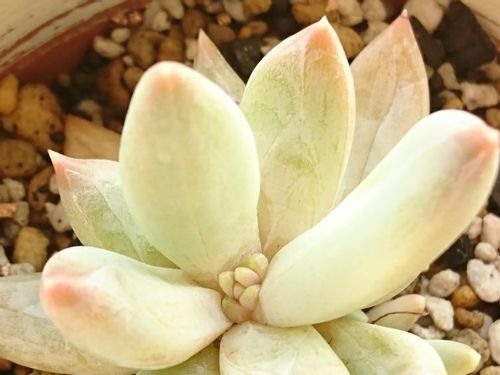 パキフィツムの育て方 日当たりや水やり頻度は Greensnap グリーンスナップ