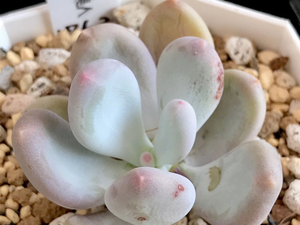 パキフィツム　鉢植え