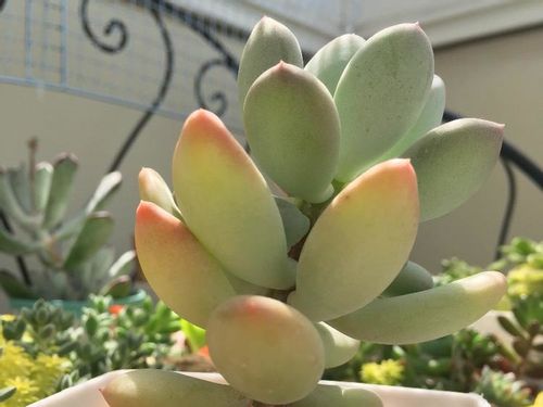 パキフィツムの育て方 日当たりや水やり頻度は Greensnap グリーンスナップ